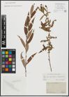 Foto von Salix alba subsp. vitellina (L.) Arcang. x Salix babylonica L.